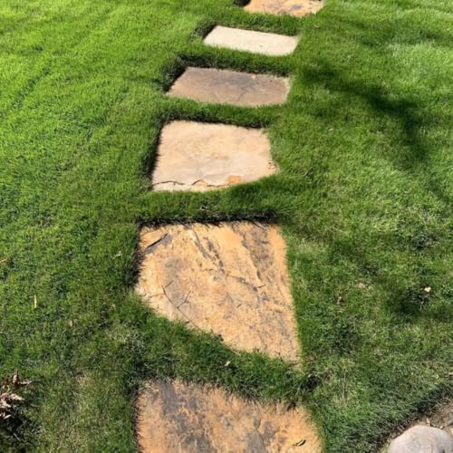 20000 Zoysia Emerald Grass Seeds, Emerald Zoysia Grass for Garden - Image 6