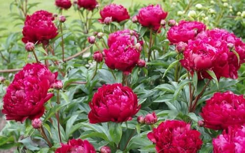 15+ Dark Red Peony Seeds Garden Double Blossom Flowers Garden Planting - Image 3