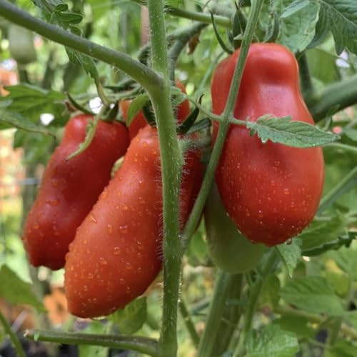 San Maranzo Tomato Plants, 4 Inch Pot - Image 4