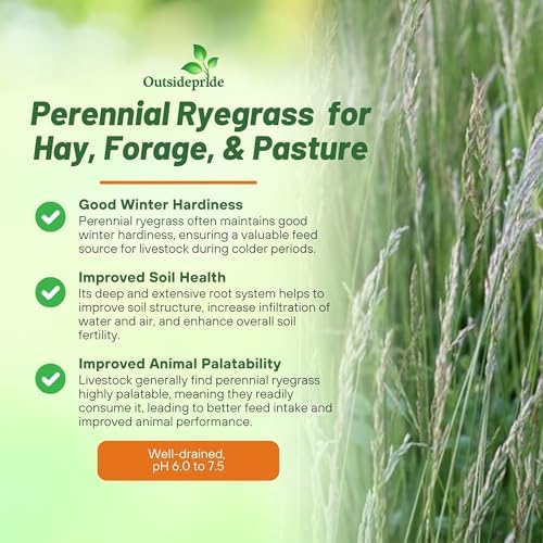 Outsidepride Perennial Ryegrass Seeds - 25 lb. Hardy & Fast-Growing, Cover Crop Seeds for Planting Glossy Dark Green Grass Leaves, Ideal for Hay Foraging, Pasture Grazing & Erosion Control - Image 4