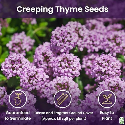 Creeping Thyme Seeds - Dense Ground Cover for Landscaping - 8,000+ Seeds - Outdoor Planting - Grown in The U.S.A - Image 2