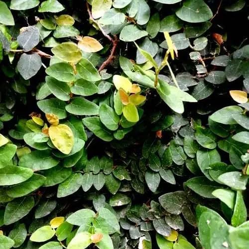 Creeping Fig Live Plants (5-9") - Pack of 2 (Two) - Ficus pumila Climbing Vine - Fast Growing Wall Coverage - Indoor Terrarium & Outdoor Garden - Self-Adhering Evergreen Foliage - Image 7