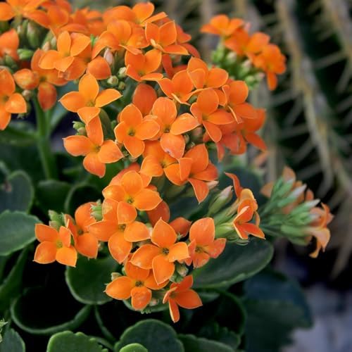 Kalanchoe Plant Succulents Plants Live Houseplants, Live Succulents Live House Plants in Clay Pots, Succulent Plants Live Plants Indoor Plants, Live Succulent Plant Lover Gifts by Plants for Pets - Image 2
