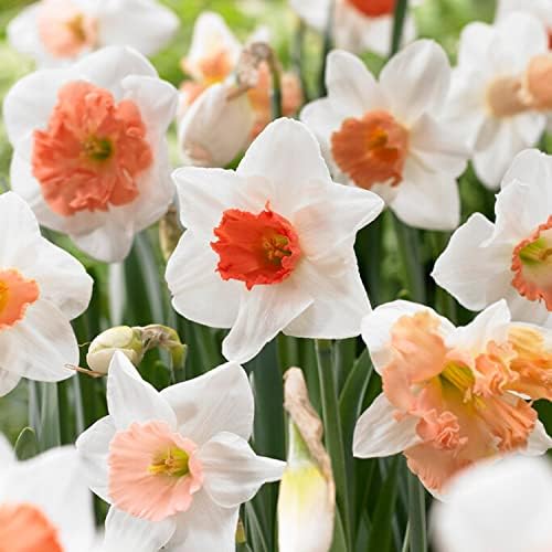 Garden State Bulb Pink Mixed Daffodil Flower Bulbs, 14/16cm, Fall Planting (Bag of 25) by GardenStateBulbCo
