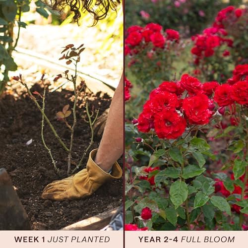 Heirloom Floribunda Roses, Live Own Root Plant, Oh My!™ - Image 3