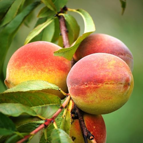 Harvester Peach Tree, Self-Pollinating, Pink Flowering, Deciduous, 1 gal Nursery Pot, 1-2 ft Tree Height (Due to Agricultural Laws, we Cannot Ship to CA, AZ, AK, or HI) - Image 2