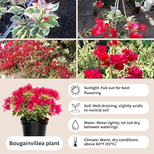 Set 2 Red to Pink Bougainvillea Live Plant 5-7 Inch Tall - Image 2