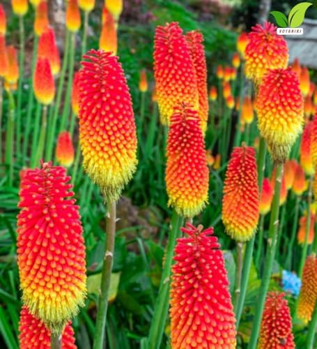 Votaniki Red Hot Poker Uvaria Top Size Bare Root Kniphofia Perennial with Red Orange Yellow Flower Spikes Summer Blooming Plant for Borders Pollinator Gardens and Cut Flowers (Pack of 12) - Image 3