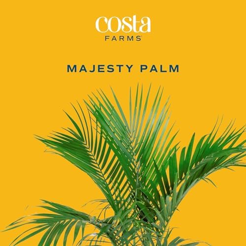 Costa Farms Majesty Palm, Live Indoor Plant, Tropical Decor, Air Purifying - Image 3