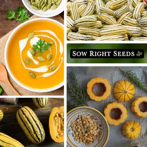 Sow Right Seeds - Delicata Squash Seed for Planting Winter Vegetables - Image 4