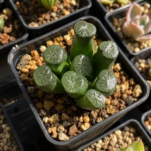 Haworthia maughanii Live Succulent Plant 2-2.5 Inch, Rare Window Leaf Succulent Bare Root No Pot, Low Maintenance Indoor Houseplant for Decorative Planters, Office Desk, Home Botanical Collection - Image 2