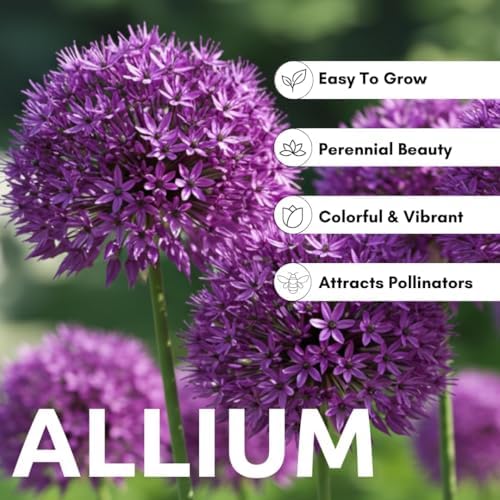 Purple Allium Bulbs for Planting - Easy to Grow Perennial Flowers, Top Size Bulbs, Large Spherical Blooms (20 Bulbs) - Image 2