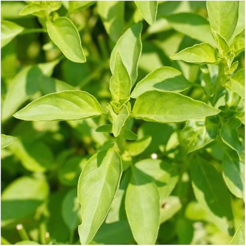 Seed Needs Basil Seeds Duo Pack - Non-GMO & Heirloom Lemon & Lime - Image 2