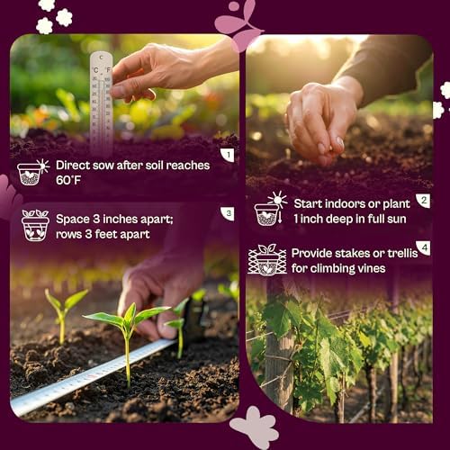 SVI 50 Rattlesnake Beans Seeds (Phaseolus vulgaris) – String Green Bean Seed Packets, Heavy Producing Green Beans – Non GMO Heirloom Vegetable Seeds for Trellis Home Garden & Outdoor Vegetable Garden - Image 5