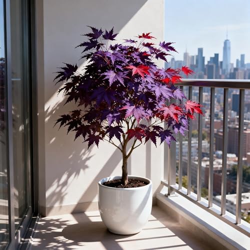30+ Purple Maple Tree Seeds for Planting, Rare Acer Palmatum Tree Seed, Non-GMO Heirloom Plant Seeds for Garden Home - Image 6