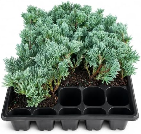 30 Blue Rug Juniper Wiltonii Live Plants | Juniperus Horizontalis | - Image 4