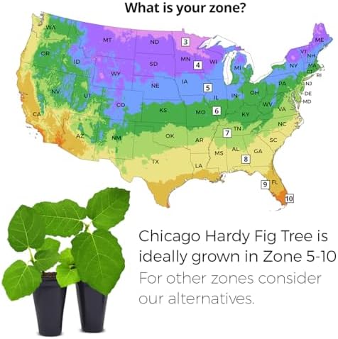 Fig Tree Chicago Hardy Live Plant (4 Pack) Cold-Hardy Live Plants to -10°F | Easy to Grow Plants | Edible Fruit Plant | Grow Your own Food on Your Edible Organic Garden| Live for Planting. - Image 3