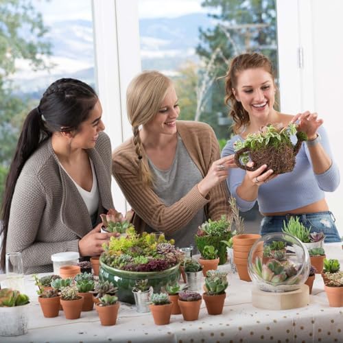 Mountain Crest Gardens Ultimate Succulent Variety Pack - 25 Unique Live Plants, Many Types, Rooted in 2 inch Pots - Indoor/Outdoor Real Succulents for Garden Decor, Favors, DIY Arrangements - Image 5