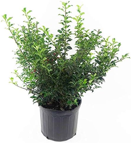 Ilex X meserveae 'Blue Princess' (Blue Holly) Evergreen, #2 - Size Container by GreenPromiseFarms