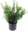 Ilex X meserveae 'Blue Princess' (Blue Holly) Evergreen, #2 - Size Container by GreenPromiseFarms