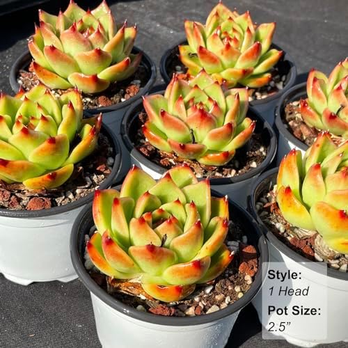 Echeveria Agavoides Blue Dragon Rare Live Succulent Plants, 1 Head Pot Size 2.5" Orange Live Plant, Excludes Pot & Soil, Garden Indoor Office Desk, Party Baby Shower Decor, Gift for Plant Enthusiasts - Image 3