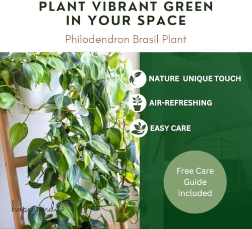 Live Indoor Plant Philodendron Hearleaf Brasil, Easy Care and Easy Grow, Air Purifying Plant, Housplant in 4 inch Pot - Hopewind Plants Shop - Image 5