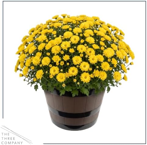 Chrysanthemum (Wine Barrel Deco Pot), Yellow Blooms, Live Fall Flowering Perennial, 15" Tall by 12" Wide in 3 Qt Pot - Image 3