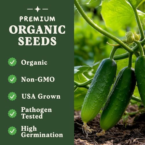 Organic Non-GMO Vegetable Seeds for Planting (Marketmore Cucumber) - Image 3