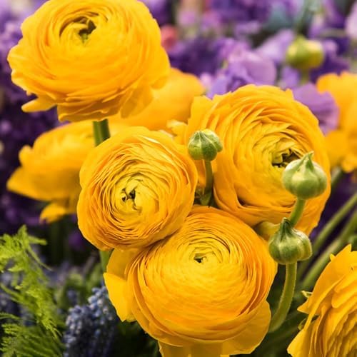 Mixed Ranunculus Bulbs for Planting, 6PCS Ranunculus Buttercups Bulbs, Rare Perennial Bulbs for Vibrant Garden Blooms, Borders Outdoor Heirloom Non-GMO - Image 4