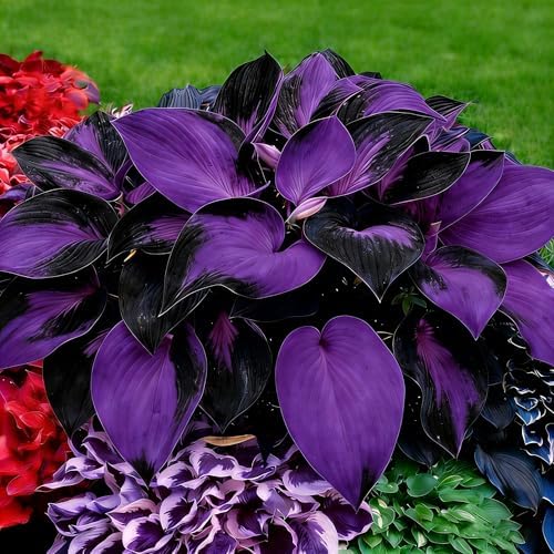 Hosta Seeds for Planting, 200+pcs Perennial Hummingbirds Hosta Vine Flower Seeds, Non-GMO Heirloom Long Blooming Plants Shaded Entry Pathway Flowers for Garden Outdoors - Image 6