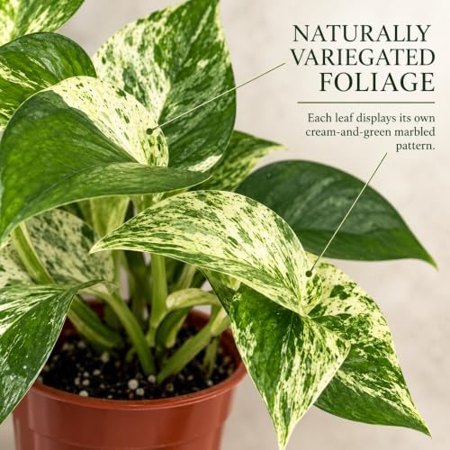 Marble Queen Pothos Live Plant - 4 Inch Creamy Variegated Vine - Image 2