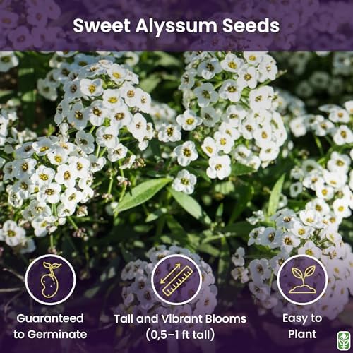 8000 Sweet Alyssum Seeds - Carpet of Snow - Great Ground Cover - Image 2
