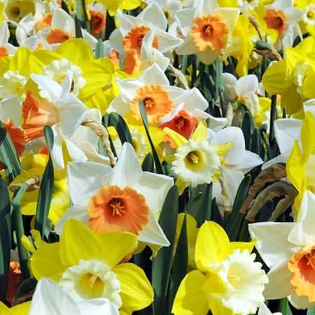 100 Narcissus Daffodil Mix Flower Bulb Box with Easy Carry Handle - White & Yellow Colors - Weeks of Easy to Grow Flowers - Plant in Gardens, Containers & Flowerbeds - Planting Instructions Included - Image 2