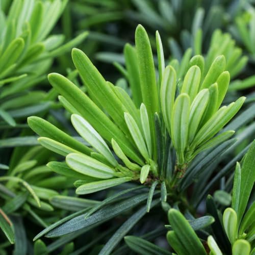 Dwarf Podocarpus Macrophyllus Pringles - 10 Live Plants - Dense Evergreen Low Hedge or Bonsai - Image 3