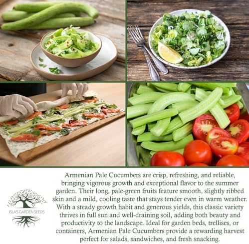 Armenian Pale Green Cucumber Seeds (Cucumis sativus) – 100+ Non-GMO & Heirloom Seeds for Planting, Long Crisp Light-Green Cucumbers for Fresh Eating & Salads, by Isla’s Garden Seeds, Gift Idea - Image 6