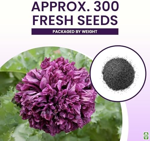 Black Beauty Poppy Seeds for Planting - 300 Fresh Flower Seeds - Tall Dark Purple Wildflower Seeds to Plant Outside - Re-Seeding Annual - Grown in The USA - Image 3