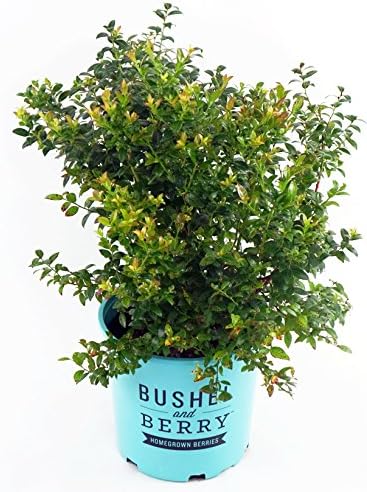 Bushel and Berry™ - Vaccinium cor. Blueberry Glaze (Blueberry) Edible-Shrub, , #2 - Size Container by GreenPromiseFarms