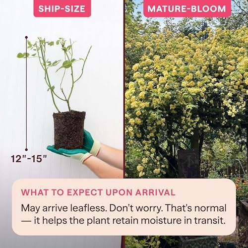 Heirloom Climbing Roses, Live Own Root Plant, Lady Banks - Image 2