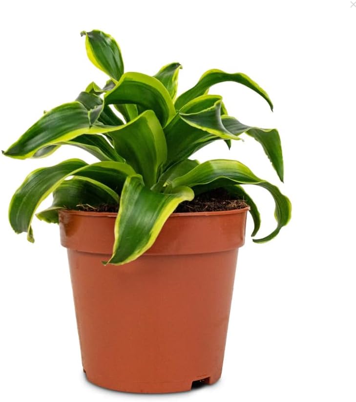 Variegate Dracaena Plant Live Indoor 4" Pot, Curly Dracaena Tree Ornamental Houseplant - Image 5