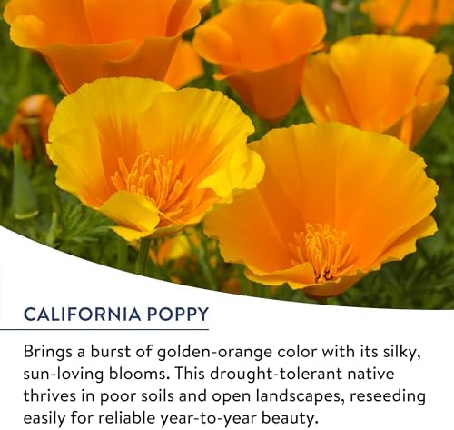 Burpee American Wild Wildflower Seeds | 25,000 Bulk Seeds, Multi, 1 Bag | 13 Varieties of Non-GMO Flower Seeds | Covers 1,000 Sq. Ft. | Grown in the USA - Image 4