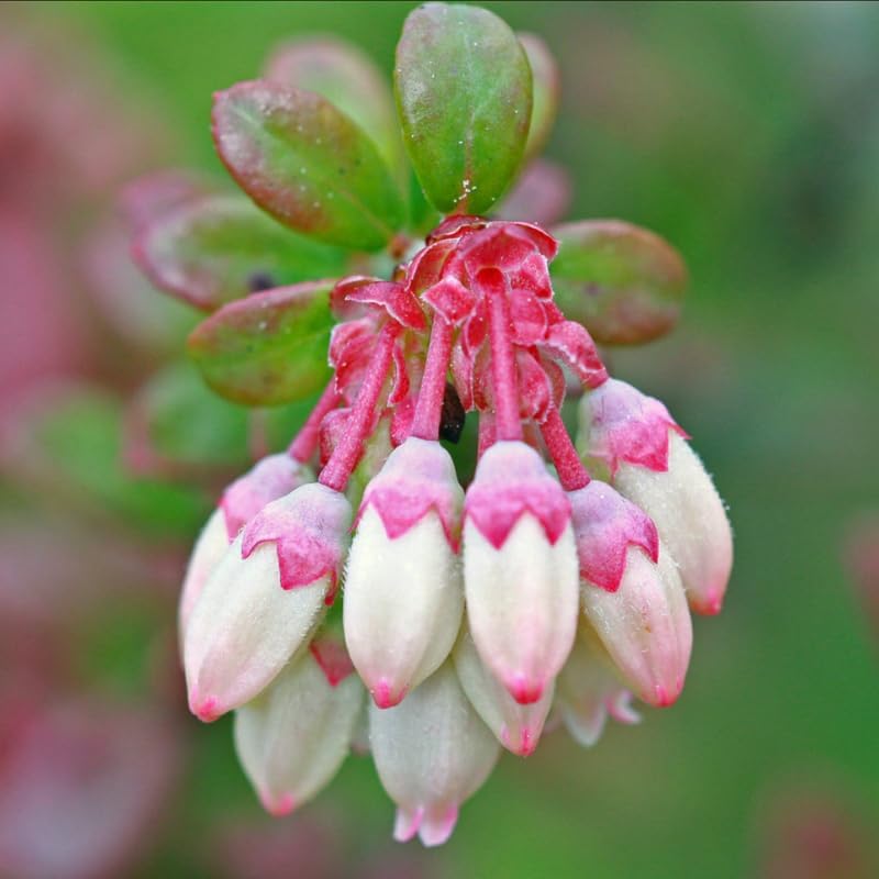 2 Pink Lemonade Blueberry Plants Live, Berry Tree Seedling, 5-10 Inch Tall - Image 4