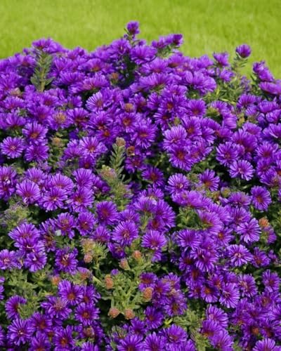 Perennial Farm Marketplace Aster novae-angliae ‘Grape Crush’ (New England Aster) Native Live Perennial, Size-#1 Container, Deep Purple Fall Flowers, Zones 4-8 by PerennialFarmMarketplace