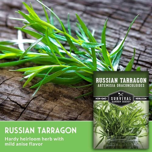 Russian Tarragon Seeds for Planting - 5 Packs - Image 3