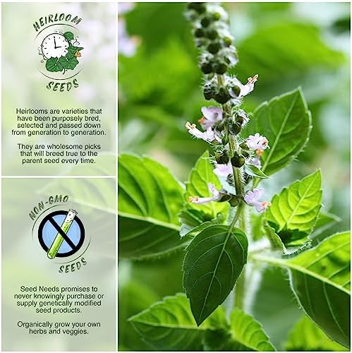 Seed Needs Holy Basil Seeds to Plant an Herb Garden - 1 Pack - Image 2