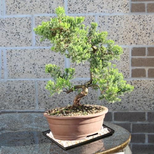 Brussel's Bonsai - Large Juniper Live Bonsai Tree with Tray, Indoor Plant - Image 7
