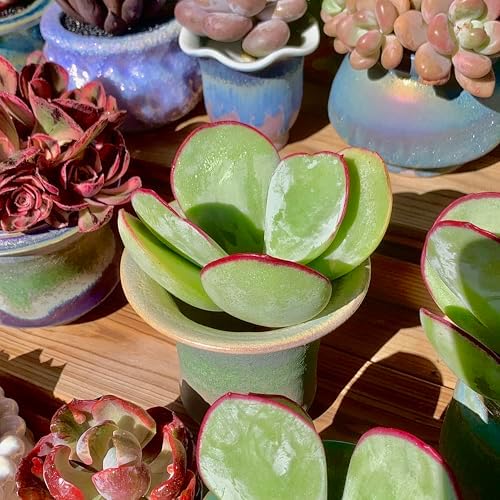 Live Succulents Plants Echeveria 'White Eyebrow' 3.5 inches,Rare Green Succulents Bare Root Without Pot Soil, Live Plants Indoor Office Decoration Wedding and Gift - Image 6