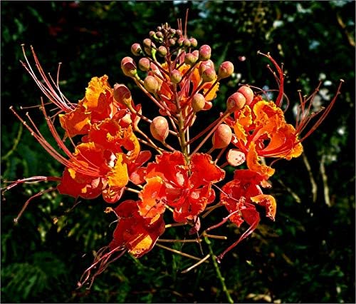 KVITER 10 Red Bird of Paradise seeds (Caesalpinia Pulcherrima) – Pride of Barbados,Dwarf Poinciana,Peacock Flower Seeds for Planting,Mexican Birds of Paradise – Perennial Bush seeds for Outdoor Garden - Image 2