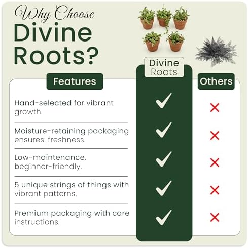 Live Trailing Succulent Plants, Rooted String Varieties, 5-Pack, 2 Inch Pot - Image 7