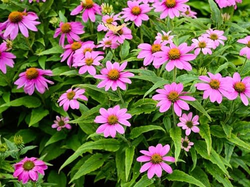 Greenwood Nursery: Live Perennial Plants - Pow Wow Wild Berry Coneflower + Echinacea Purpurea - [Qty: 5X Pint Pots] - (Click for Other Available Plants/Quantities) by GreenwoodNursery