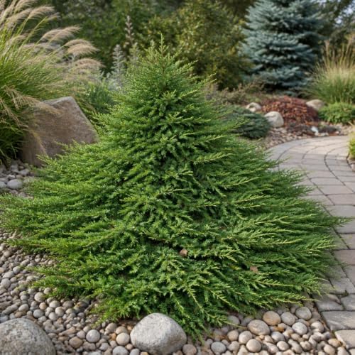 Prince of Wales Juniper | 20 Live Plants | Juniperus Horizontalis | Low Maintenance Groundcover, Evergreen Shrub for Landscaping, Drought Tolerant Plant, Spreading Juniper for Borders - Image 4